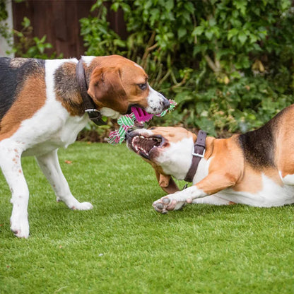 Double Knot Chew Toy For Puppies