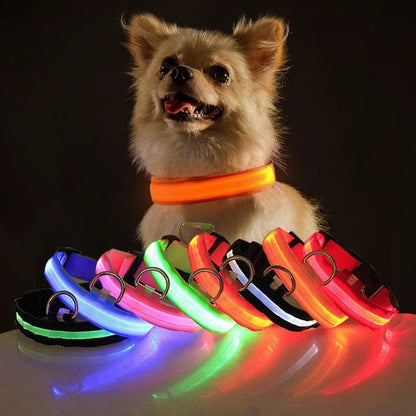 Night Safety LED Collars