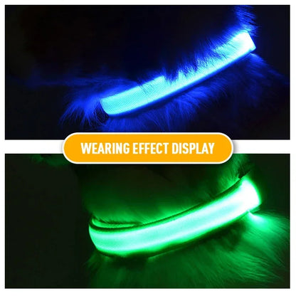 Night Safety LED Collars